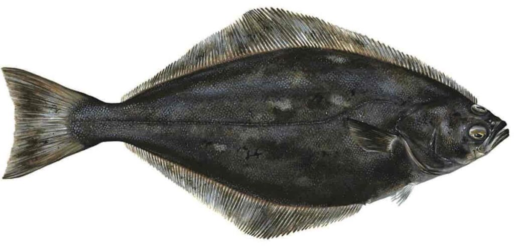 Halibut